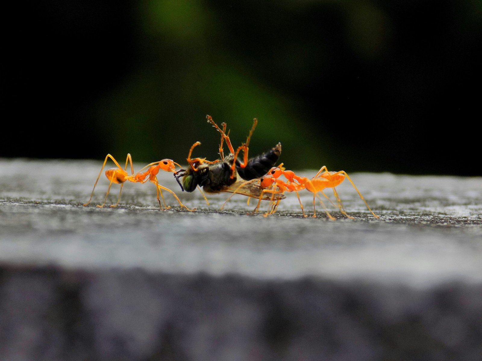 black and orange ants