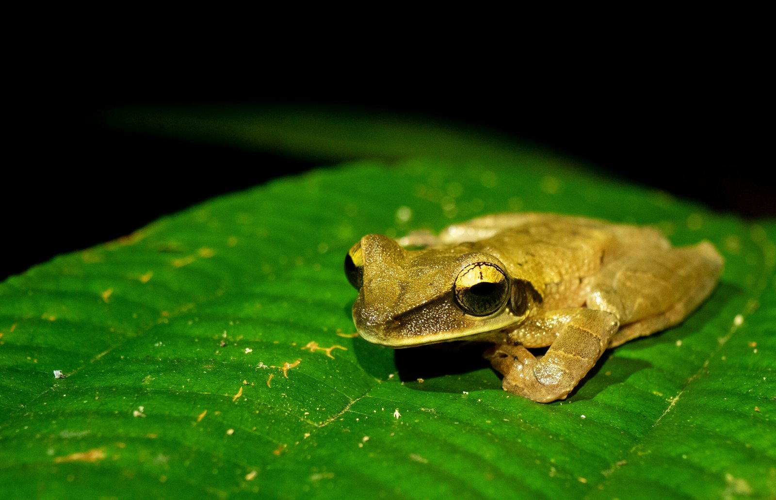 green frog on green leaf